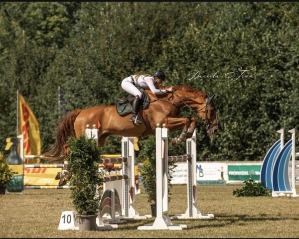 Springhest Con Corazon R (Westfaler, 2007, fra Chacco-Blue)