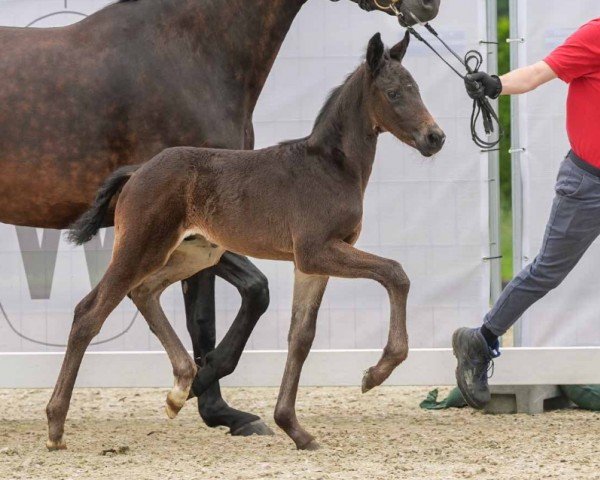 horse Dynamite (Westphalian, 2024, from Diamantenglanz)