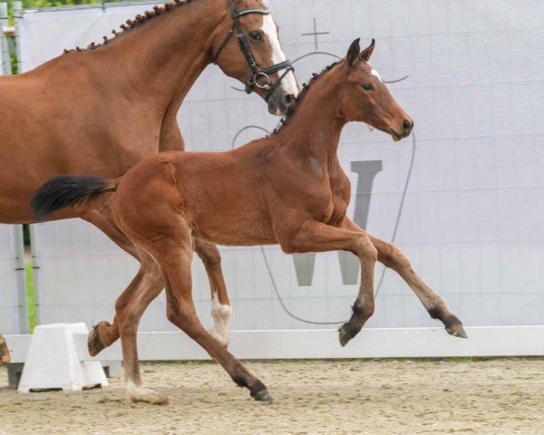 horse Vocal (Westphalian, 2024, from Velvedere)