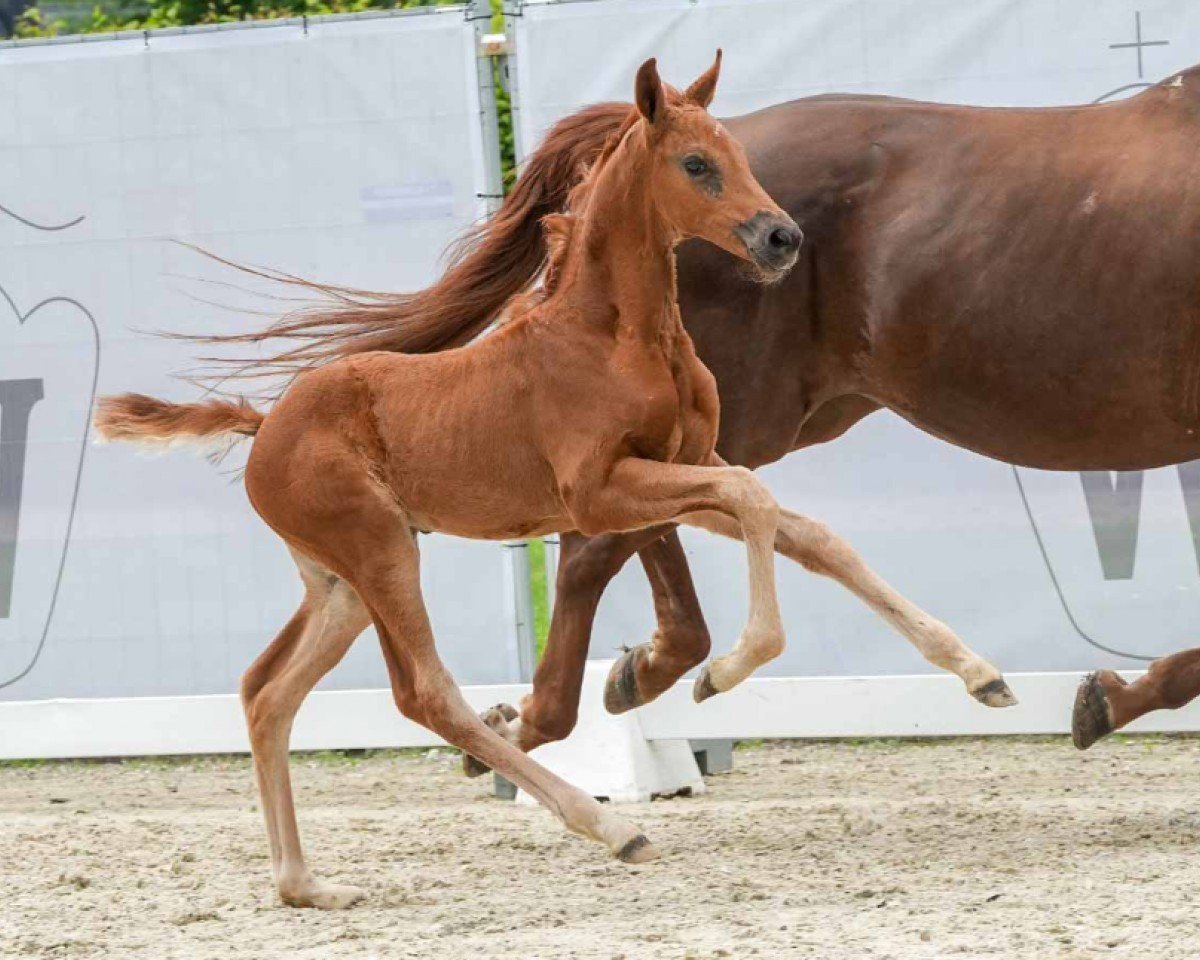 Pferd Beyonce (Westfale, 2024, von Barbarossa)