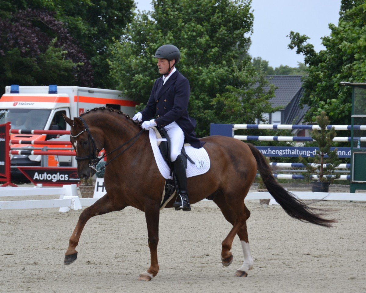 dressage horse Fredy (Oldenburg, 2013, from For Romance I)