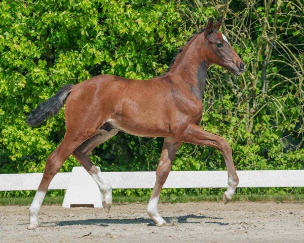 horse Stallone MR (Westphalian, 2024, from St. Emilion)