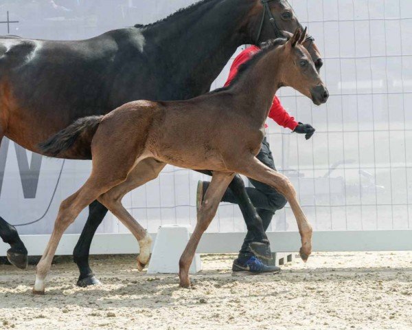 Pferd Samira L (Westfale, 2024, von Sir Heinrich OLD)