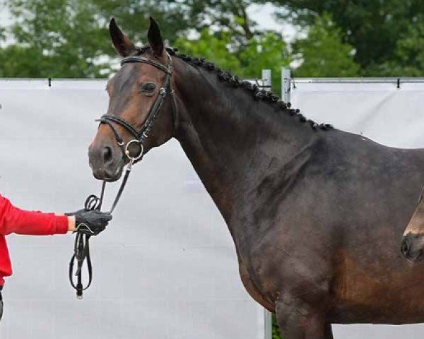 Zuchtstute Rubina (Westfale, 2017, von Rock Forever NRW)