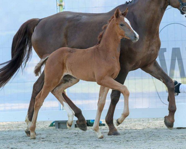 Pferd Valencia (Westfale, 2024, von Vandenberg 4)