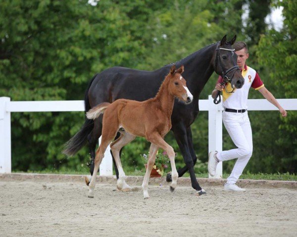 horse Outlook B (German Sport Horse, 2022, from Ogano)