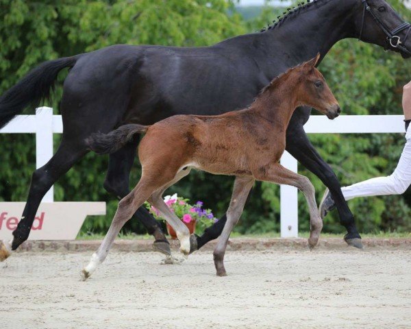 stallion Vermont GE (German Sport Horse, 2022, from Vitalis)