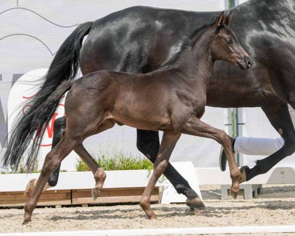 horse Shakira (Westphalian, 2024, from Sportsfreund 14)