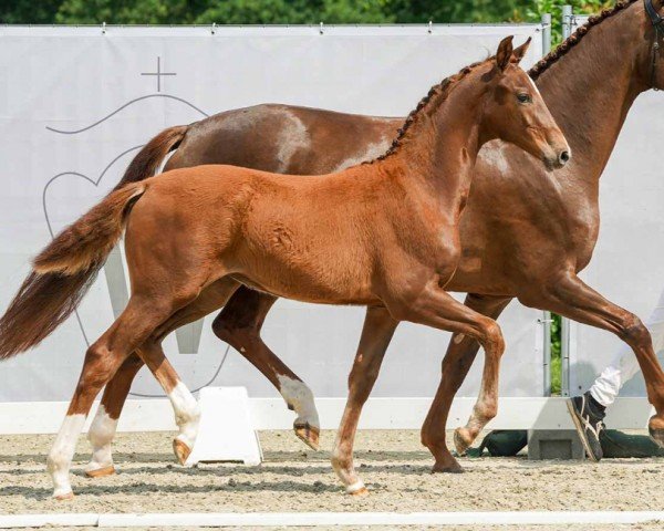 horse Fehlerfrei (Westphalian, 2024, from Feliciano)