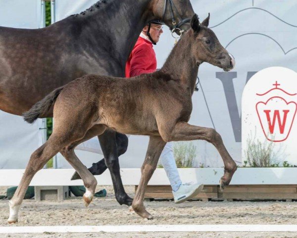 horse Denver (Westphalian, 2024, from Diamantenglanz)