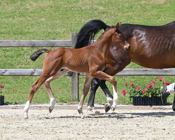 horse Einstein (German Sport Horse, 2022, from Escolar)