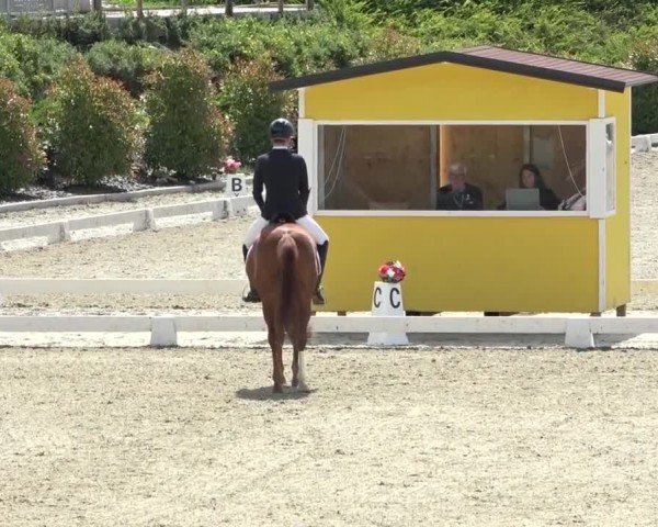 FEI Reitturnier St. Margarethen 2024