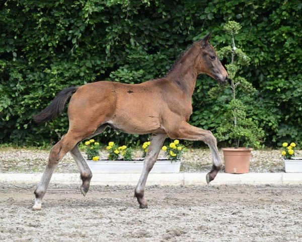 stallion Kiano (Trakehner, 2022, from Rheinglanz)