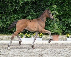 Deckhengst Kiano (Trakehner, 2022, von Rheinglanz)