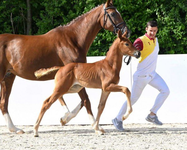horse My Girl (German Sport Horse, 2022, from Monte Carlo TC)