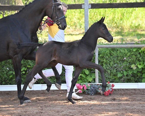 horse Fair Damon (German Sport Horse, 2022, from Fair Deal)