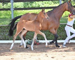 Pferd Dynamic Ben (Deutsches Sportpferd, 2022, von Dynamic Dream)