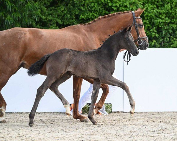 Pferd Don Ferdi (Deutsches Sportpferd, 2022, von Destano)