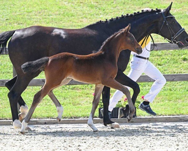 horse Smart Future (German Sport Horse, 2022, from Best Future)