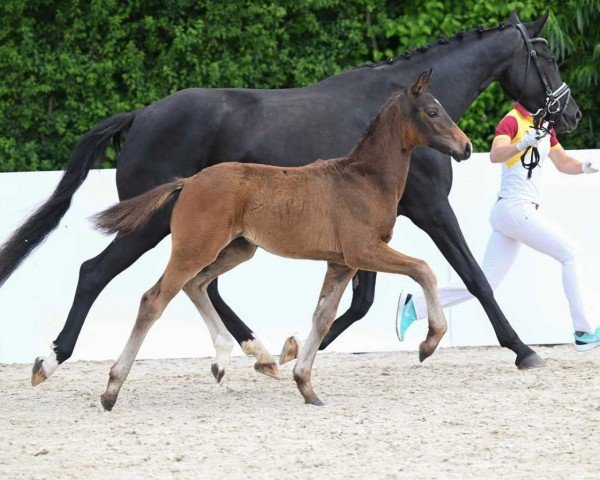 horse Escurt (German Sport Horse, 2022, from Escolar)