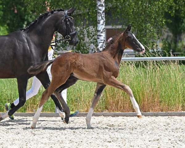 horse Bloomingdale (German Sport Horse, 2022, from FS Bloomberg)