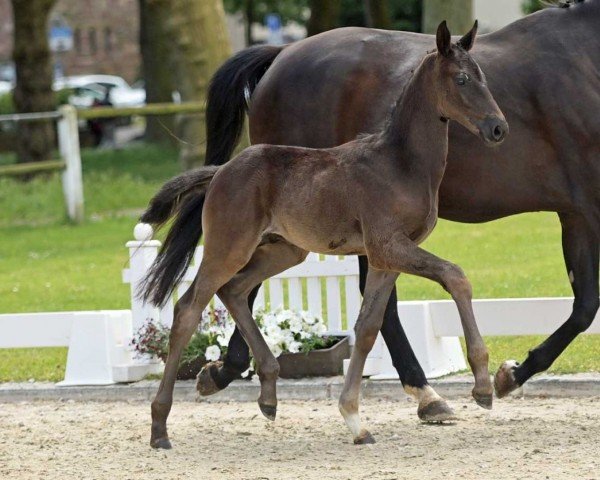 Pferd Der Tänzer (Deutsches Sportpferd, 2022, von Danciero 7)