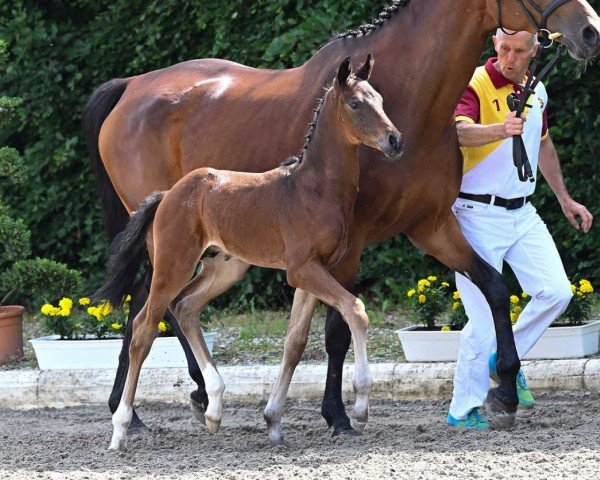 stallion Visconti (German Sport Horse, 2022, from Vivaldon)
