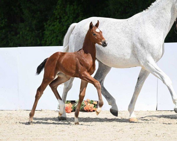 horse Top Lady (German Sport Horse, 2022, from Birkhof's Topas Fbw)