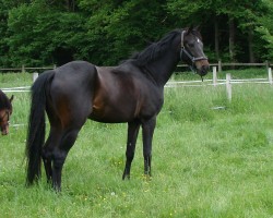 Dressurpferd Karat S (Deutsches Sportpferd, 2016)