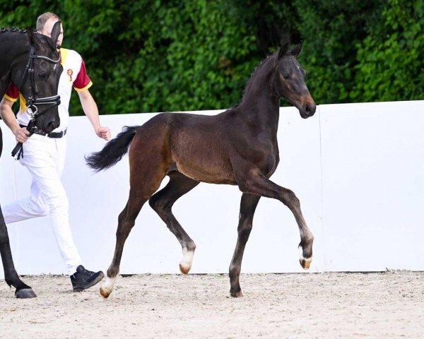 horse Tumala (German Sport Horse, 2022, from Total Diamond PS)