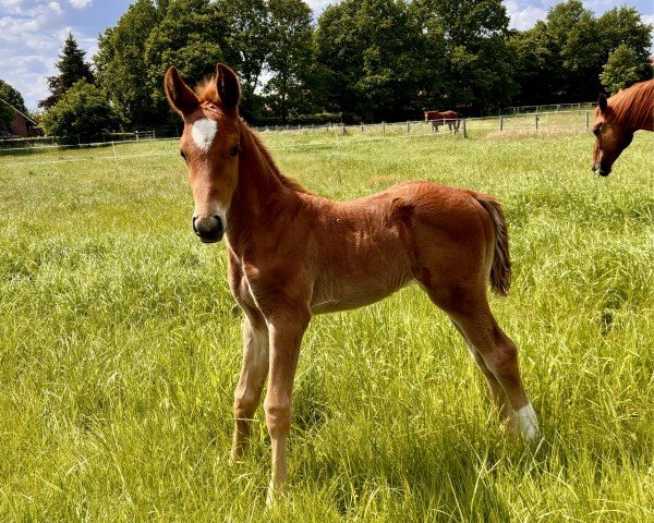 Pferd Easy Peasy (Hannoveraner, 2024, von Escanto PS OLD)