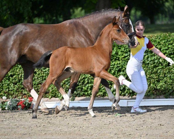 horse Dancing Queen (German Sport Horse, 2022, from Damsey FRH)