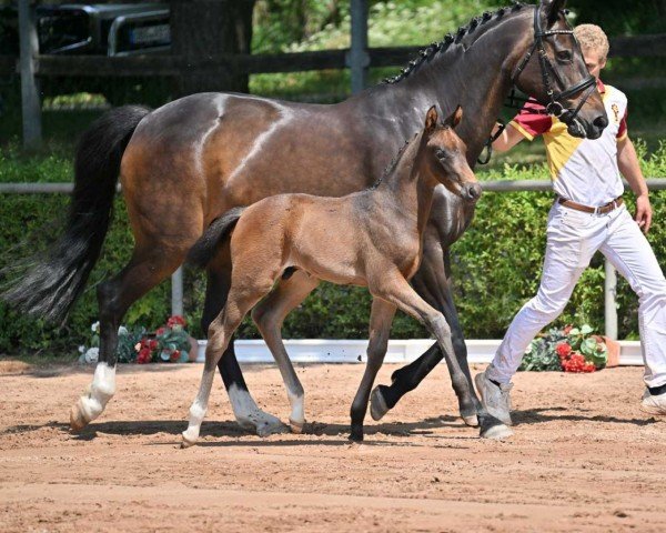 Pferd Valére (Deutsches Sportpferd, 2022, von Va' Pensiero FRH)