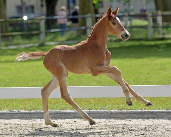 horse Selervan Bo (German Sport Horse, 2022, from Selectric)