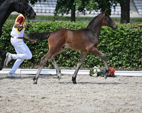 stallion Qamar B (German Sport Horse, 2022, from Quaterback)