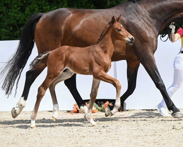 horse Funtime (German Sport Horse, 2022, from Fynch Hatton)