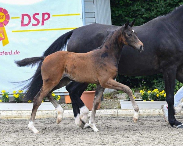 horse Die Frieda (German Sport Horse, 2022, from Dimaggio Black)