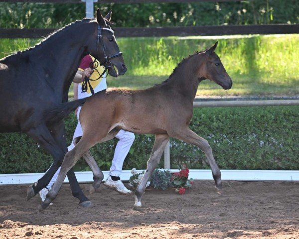 horse Total Night (German Sport Horse, 2022, from Total Diamond PS)
