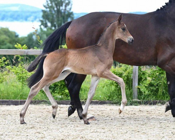 Pferd Total Movement (Deutsches Sportpferd, 2022, von Total McLaren)