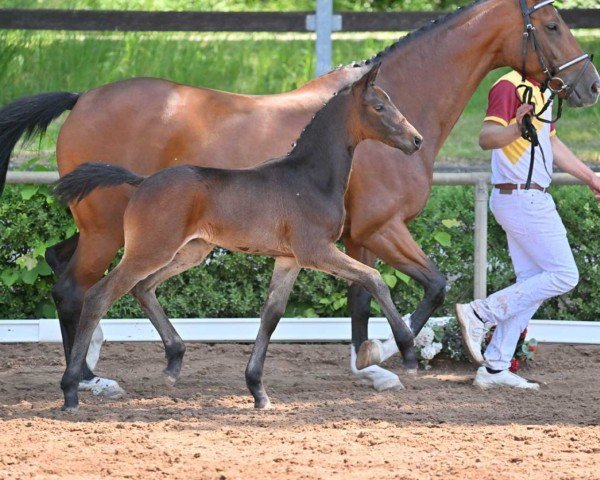 horse Take Me (German Sport Horse, 2022, from Total Diamond PS)