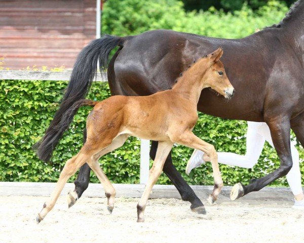 horse Mon Amie (German Sport Horse, 2022, from Monte Carlo TC)