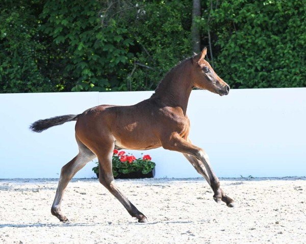 horse Something Special (German Sport Horse, 2023, from So Perfect)