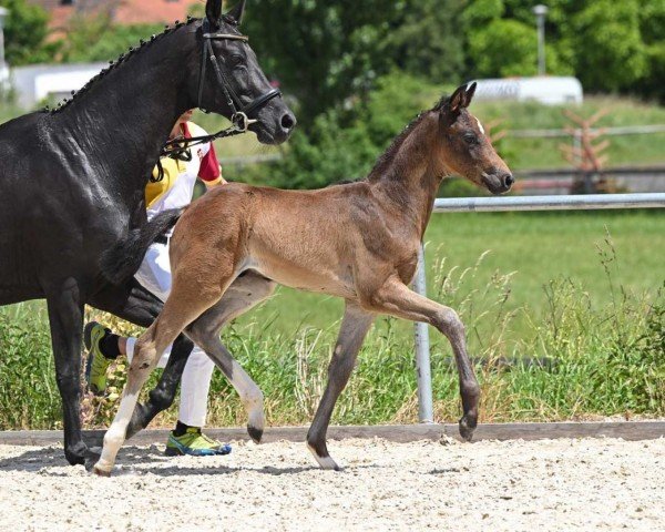 Pferd Daremo (Deutsches Sportpferd, 2022, von Damaschino)