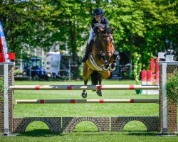 jumper Lord Leopold Sb (KWPN (Royal Dutch Sporthorse), 2016, from Zambesi TN)