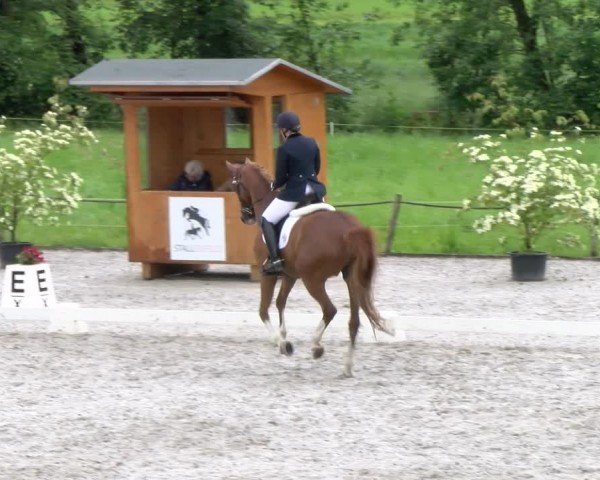 Reitturnier Gossau 2024