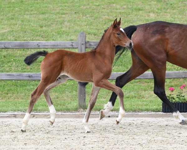 horse Be my Girl (German Sport Horse, 2022, from Bailador)