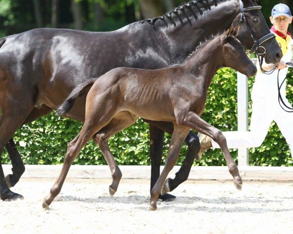 horse Fantasia (German Sport Horse, 2022, from Fair Deal)