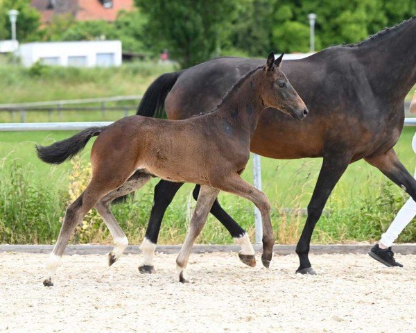 horse Fisrat Choice (German Sport Horse, 2022, from Birkhof's Fair Game OLD)