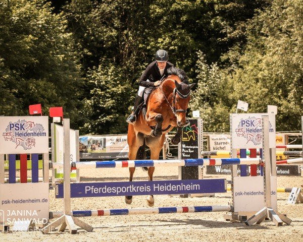 Springpferd Quentino R (Deutsches Sportpferd, 2016, von Quite Easy I)