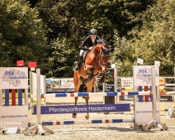 Springpferd Quentino R (Deutsches Sportpferd, 2016, von Quite Easy I)